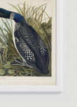 Zbliżenie na detale plakatu oprawionego w drewnianą białą ramkę od Plakatello®: Ptaki Ameryki - Nur lodowiec John James Audubon