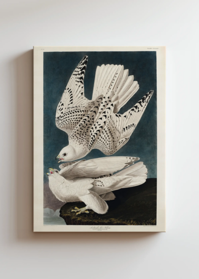 Sokoły norweskie Białozory - John James Audubon obraz na płótnie