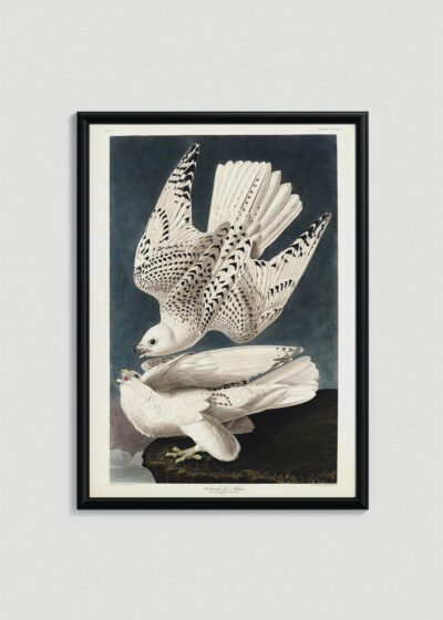 Plakat w drewnianej czarnej ramce: Sokoły norweskie Białozory - John James Audubon