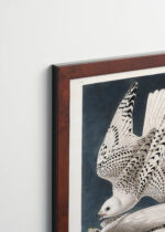 Plakat oprawiony w drewnianą brązową ramkę Vintage Italia: Sokoły norweskie Białozory - John James Audubon