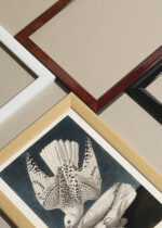 Widok z góry na cztery drewniane ramki, w jednej z nich oprawiony plakat Sokoły norweskie Białozory - John James Audubon