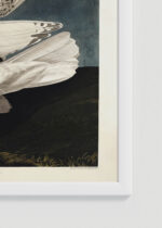 Zbliżenie na detale plakatu oprawionego w drewnianą białą ramkę od Plakatello®: Sokoły norweskie Białozory - John James Audubon