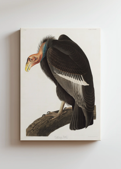 Sęp Kondor kalifornijski John James Audubon Birds of America obraz na płótnie