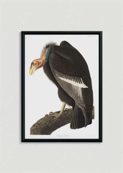 Plakat oprawiony w drewnianą brązową ramkę Vintage Italia: Sęp Kondor kalifornijski John James Audubon Birds of America