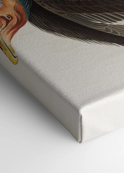 Sęp Kondor kalifornijski John James Audubon Birds of America obraz na płótnie