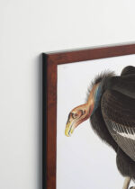 Aranżacja wnętrza, na ścianie wisi plakat w ramce: Sęp Kondor kalifornijski John James Audubon Birds of America