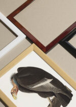 Zbliżenie na detale plakatu oprawionego w drewnianą białą ramkę od Plakatello®: Sęp Kondor kalifornijski John James Audubon Birds of America