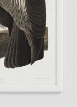 Zdjęcie produktu: Plakat Sęp Kondor kalifornijski John James Audubon Birds of America