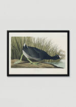 Plakat w drewnianej czarnej ramce: Łyska amerykańska - ornitologiczna ilustracja Audubona