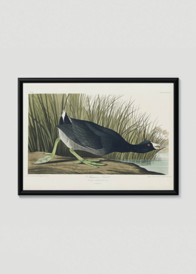 Plakat w drewnianej czarnej ramce: Łyska amerykańska - ornitologiczna ilustracja Audubona