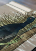 Zbliżenie na detale plakatu: Łyska amerykańska - ornitologiczna ilustracja Audubona