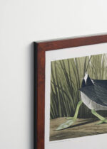 Plakat oprawiony w drewnianą brązową ramkę Vintage Italia: Łyska amerykańska - ornitologiczna ilustracja Audubona