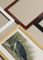 Widok z góry na cztery drewniane ramki, w jednej z nich oprawiony plakat Łyska amerykańska - ornitologiczna ilustracja Audubona