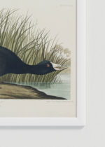 Zbliżenie na detale plakatu oprawionego w drewnianą białą ramkę od Plakatello®: Łyska amerykańska - ornitologiczna ilustracja Audubona