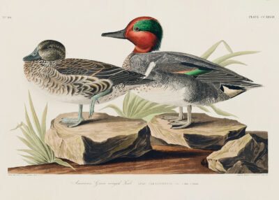 Plakat Cyraneczka karolińska John James Audubon