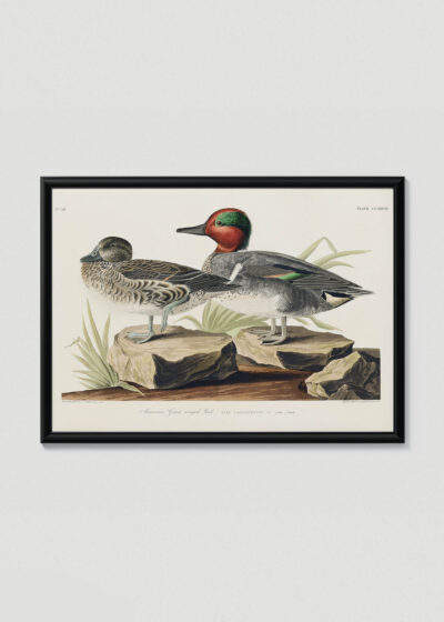 Plakat w drewnianej czarnej ramce: Cyraneczka karolińska John James Audubon