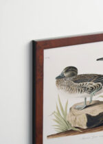 Plakat oprawiony w drewnianą brązową ramkę Vintage Italia: Cyraneczka karolińska John James Audubon