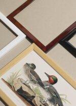 Widok z góry na cztery drewniane ramki, w jednej z nich oprawiony plakat Cyraneczka karolińska John James Audubon