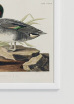 Zbliżenie na detale plakatu oprawionego w drewnianą białą ramkę od Plakatello®: Cyraneczka karolińska John James Audubon