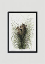 Plakat oprawiony w drewnianą brązową ramkę Vintage Italia: Gniazdo trzcinnika Nuttalla - ilustracja Audubona