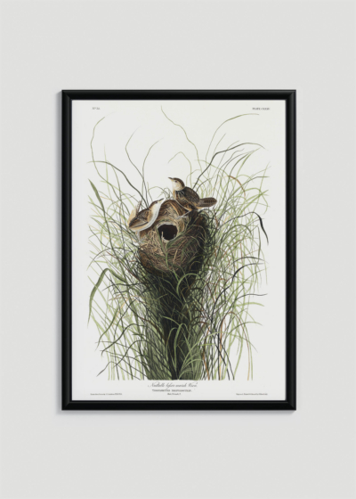 Plakat oprawiony w drewnianą brązową ramkę Vintage Italia: Gniazdo trzcinnika Nuttalla - ilustracja Audubona