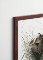 Aranżacja wnętrza, na ścianie wisi plakat w ramce: Gniazdo trzcinnika Nuttalla - ilustracja Audubona