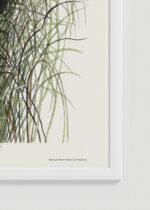 Zdjęcie produktu: Plakat Gniazdo trzcinnika Nuttalla - ilustracja Audubona