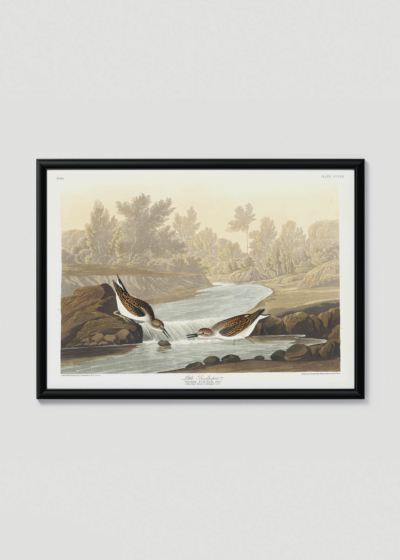 Plakat w drewnianej czarnej ramce: Biegus malutki - ornitologiczna ilustracja Audubona