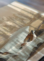 Zbliżenie na detale plakatu: Biegus malutki - ornitologiczna ilustracja Audubona