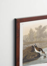 Plakat oprawiony w drewnianą brązową ramkę Vintage Italia: Biegus malutki - ornitologiczna ilustracja Audubona