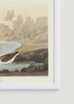 Zbliżenie na detale plakatu oprawionego w drewnianą białą ramkę od Plakatello®: Biegus malutki - ornitologiczna ilustracja Audubona