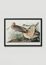 Plakat w drewnianej czarnej ramce: Szlamnik duży ptaki Audubona ilustracja przyrodnicza