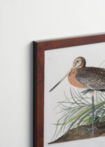 Plakat oprawiony w drewnianą brązową ramkę Vintage Italia: Szlamnik duży ptaki Audubona ilustracja przyrodnicza