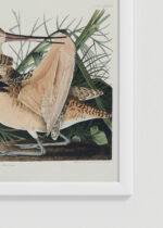 Zbliżenie na detale plakatu oprawionego w drewnianą białą ramkę od Plakatello®: Szlamnik duży ptaki Audubona ilustracja przyrodnicza