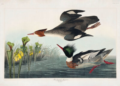 Plakat Szlachar tracz długodzioby – ptaki Ameryki J.J. Audubon