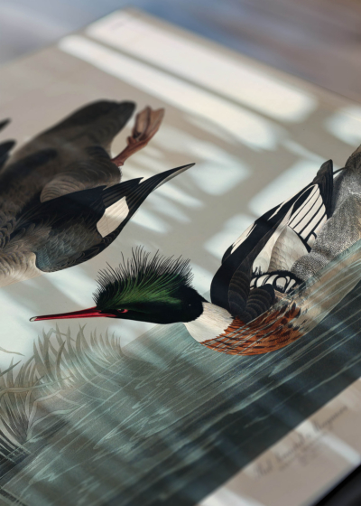 Zbliżenie na detale plakatu: Szlachar tracz długodzioby - ptaki Ameryki J.J. Audubon
