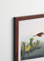 Plakat oprawiony w drewnianą brązową ramkę Vintage Italia: Szlachar tracz długodzioby - ptaki Ameryki J.J. Audubon