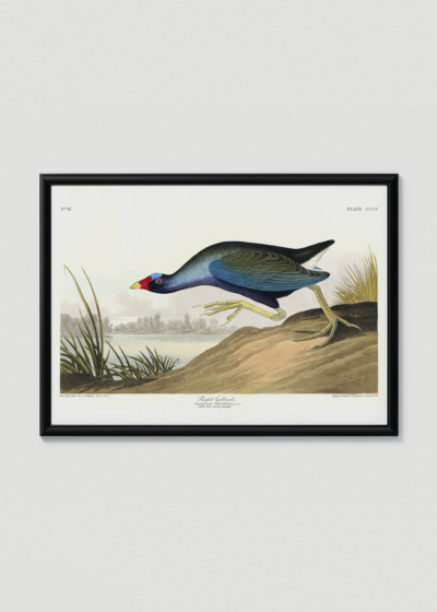 Plakat w drewnianej czarnej ramce: Kokoszka kurka wodna John James Audubon ptaki Ameryki