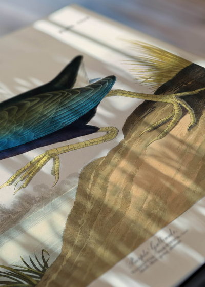 Zbliżenie na detale plakatu: Kokoszka kurka wodna John James Audubon ptaki Ameryki