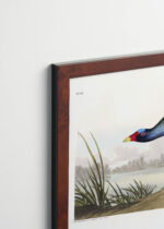 Plakat oprawiony w drewnianą brązową ramkę Vintage Italia: Kokoszka kurka wodna John James Audubon ptaki Ameryki