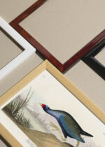 Widok z góry na cztery drewniane ramki, w jednej z nich oprawiony plakat Kokoszka kurka wodna John James Audubon ptaki Ameryki