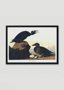 Plakat w drewnianej czarnej ramce: Czarne kaczki Johna Audubona Birds of America