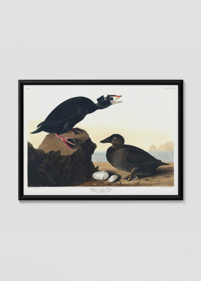 Plakat w drewnianej czarnej ramce: Czarne kaczki Johna Audubona Birds of America