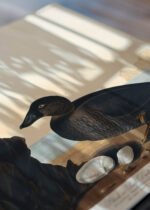 Zbliżenie na detale plakatu: Czarne kaczki Johna Audubona Birds of America