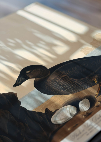 Zbliżenie na detale plakatu: Czarne kaczki Johna Audubona Birds of America