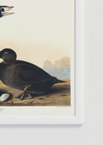 Zbliżenie na detale plakatu oprawionego w drewnianą białą ramkę od Plakatello®: Czarne kaczki Johna Audubona Birds of America