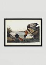 Plakat w drewnianej czarnej ramce: Kaczka krzyżówka - ilustracja Johna Jamesa Audubona