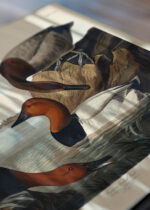 Zbliżenie na detale plakatu: Kaczka krzyżówka - ilustracja Johna Jamesa Audubona