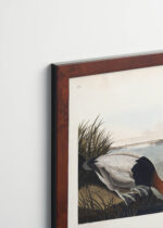 Plakat oprawiony w drewnianą brązową ramkę Vintage Italia: Kaczka krzyżówka - ilustracja Johna Jamesa Audubona