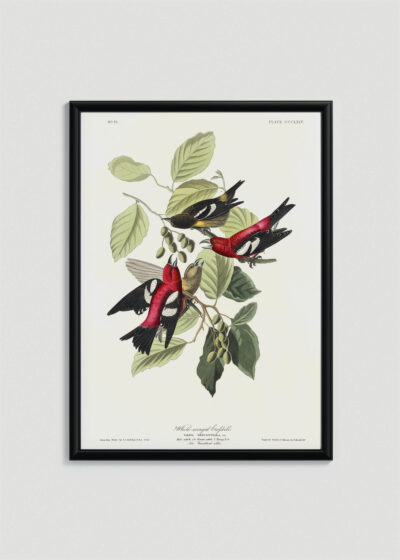 Plakat w drewnianej czarnej ramce: Ptaki Ameryki - Kolorowe grzbiecie Johna Audubona